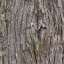 Bark