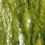 Algae