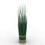 Grass