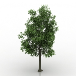 3D Tree preview