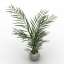 Palm