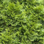Grass