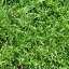 Grass