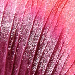 Petal