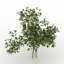 Bush