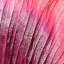 Petal