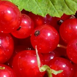 Berries