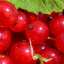 Berries