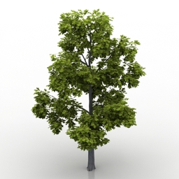 tree oak 3D Model Preview #3b2ad185
