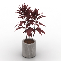 plant cordyline fruticosa 3D Model Preview #bc193699