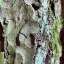 Bark