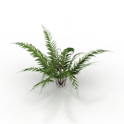 3D Fern preview