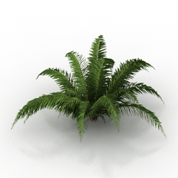 3D Fern preview