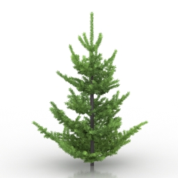 tree abies pardei 3D Model Preview #629b0296