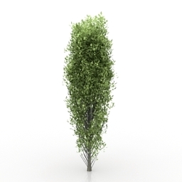 tree poplar 3D Model Preview #d880c0ed