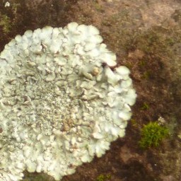 Moss