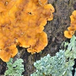 Moss