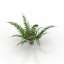 Fern