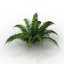 Fern