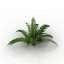 Fern