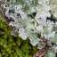 Moss