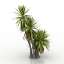 Palm