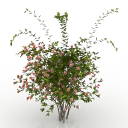 bush rosa sanina wild rose 3D Model Preview #cbd4c408