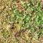 Grass