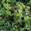 Grass
