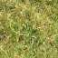 Grass