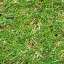 Grass