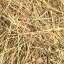 Grass