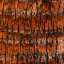 Bark