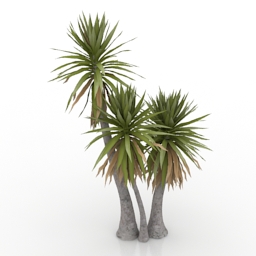 3D Palm preview