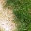 Grass