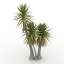 Palm