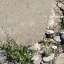Asphalt
