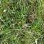 Grass