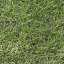 Grass