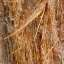 Bark