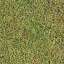Grass