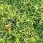 Grass
