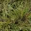 Grass