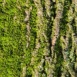 Bark