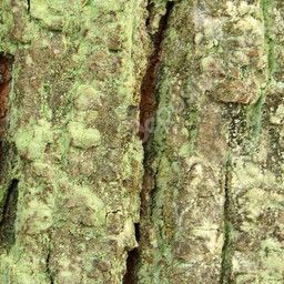 Bark