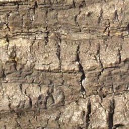 Bark
