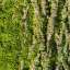 Bark