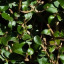 Grass