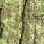 Bark