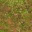 Grass